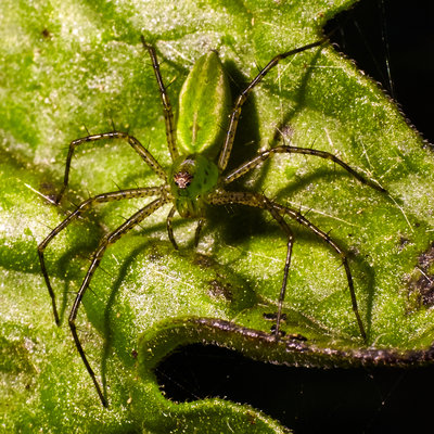 Green Lynx Spider.jpg