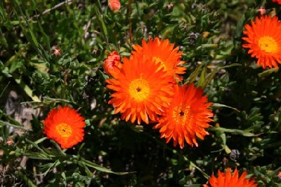 Calavera Flower1.jpg