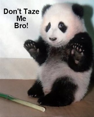Taze Panda.jpg